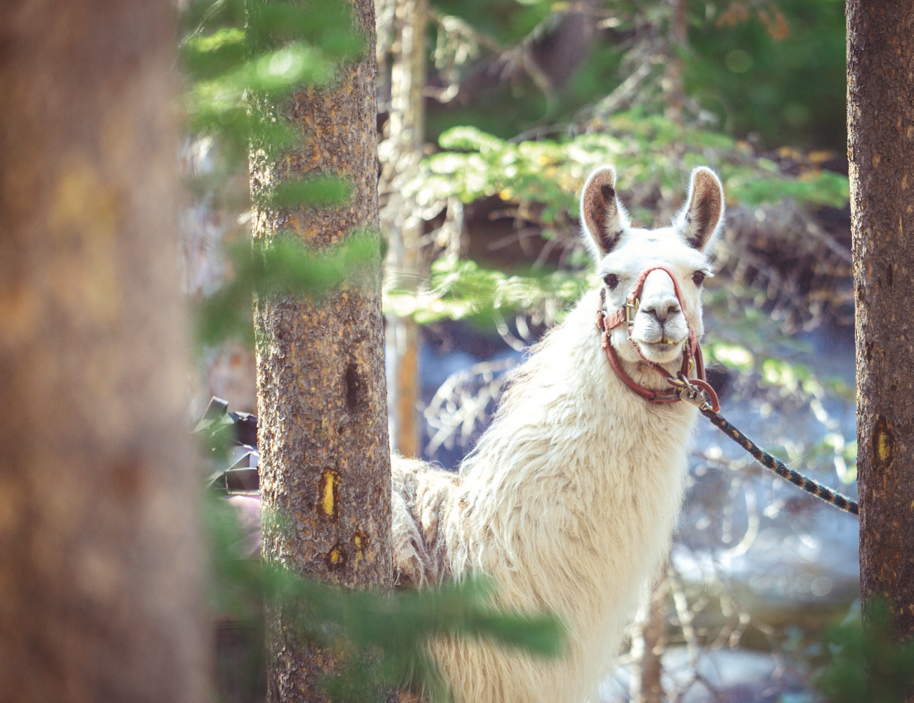 Auf Wanderschaft mit Lama, Alpaka, Esel & Co.